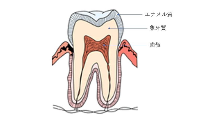 歯